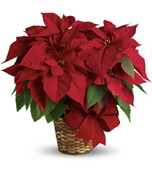 Red Poinsettia  from Metropolitan Plant & Flower Exchange, local NJ florist